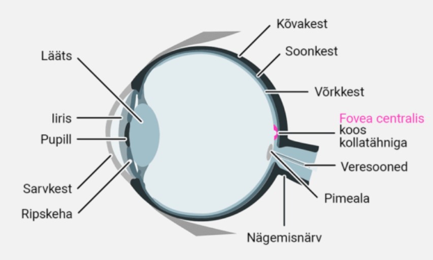Silma ristlõige. Kollatähn ja fovea centralis on olulised terava nägemise jaoks.